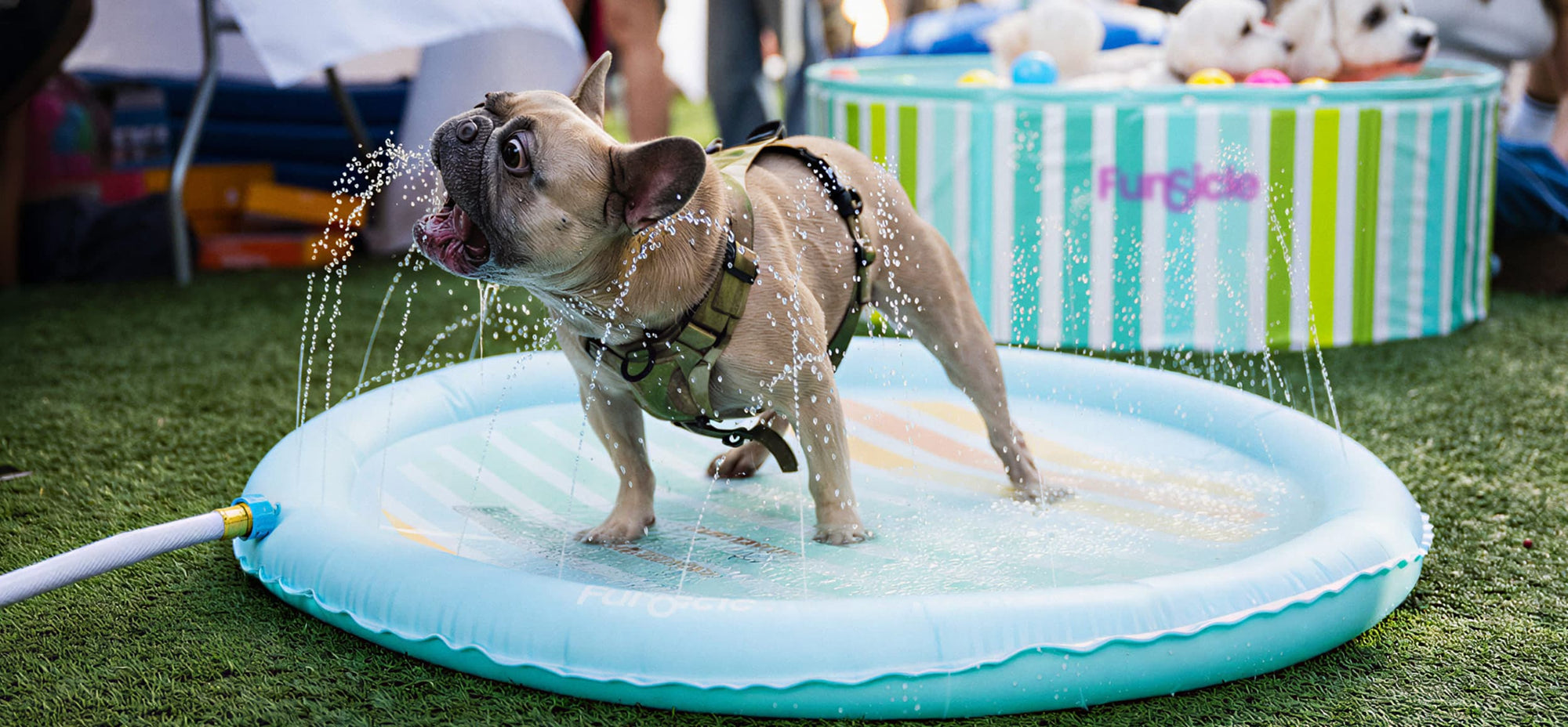 French Bulldog splashing in a Funsicle sprinkler pad next to a ball pit at an outdoor pet event